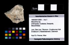 Foto (Objekt + Etikett) von Mecochirus sp.  (NHMW-GEO-1990-0041-2606)